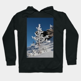 Snow covered Coniferous tree on a hill in winter season. Hoodie